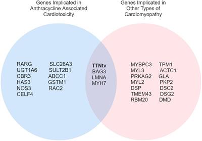 Genetics of Anthracycline-Associated Cardiotoxicity